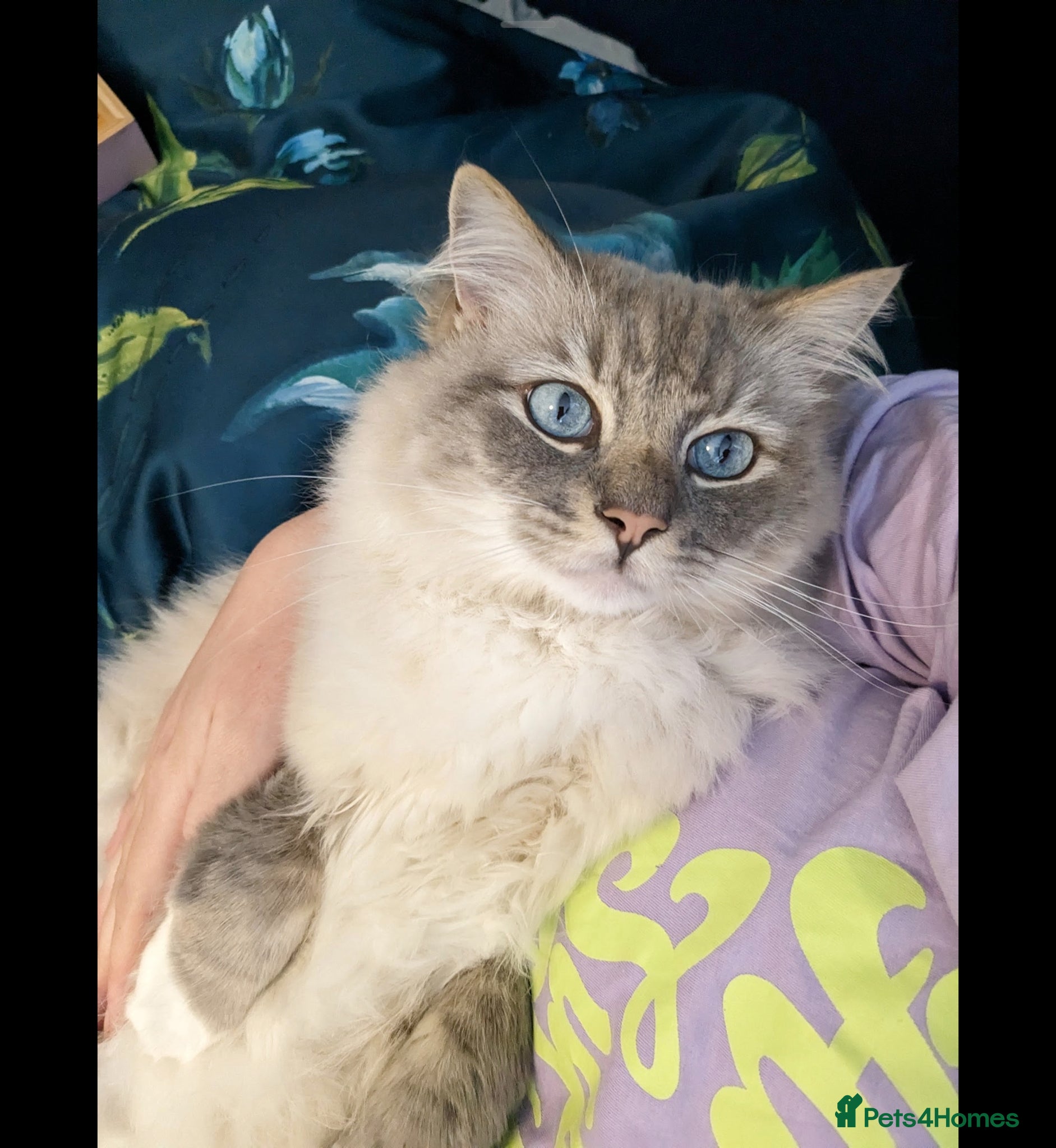 Ragdoll cats 6 year old male ragdoll - Advert 1