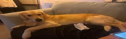 Golden Retriever dogs for stud: De niro golden boy  - Advert 4