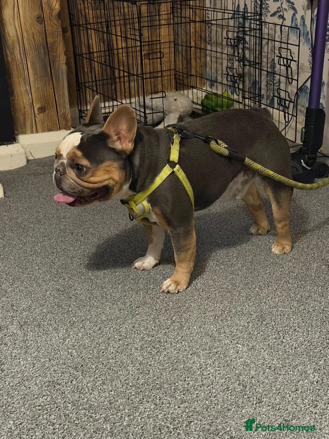 French Bulldog dogs for sale: Chocolate & Tan Pied French Bulldog in Alfreton - Advert 2