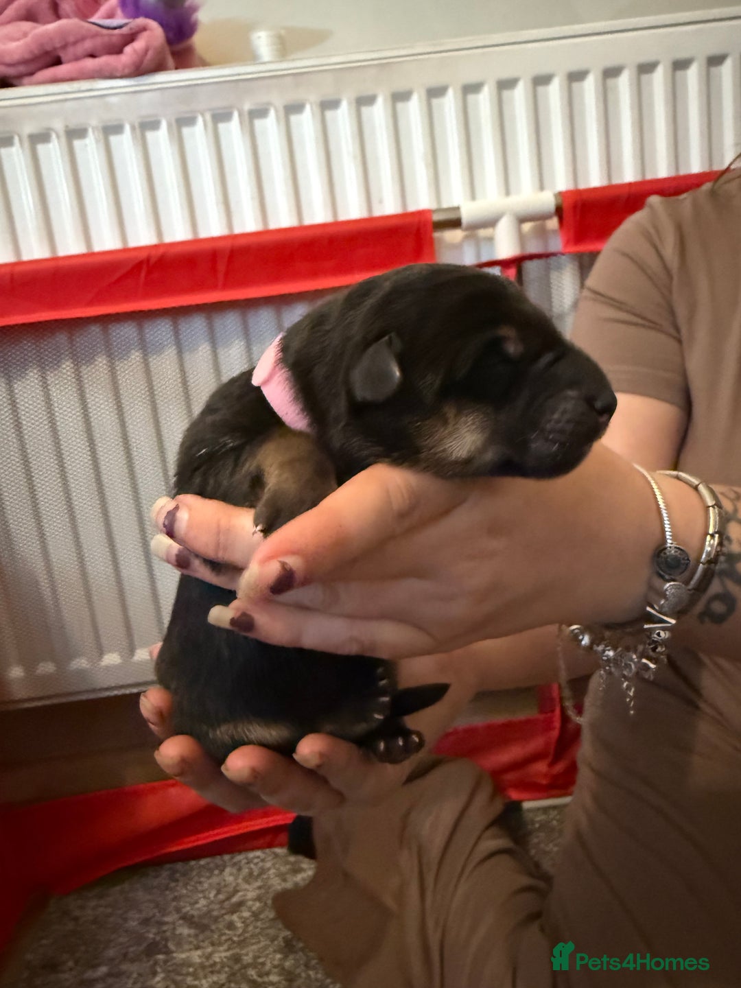 German Shepherd dogs for sale: German shepard  pups  - Image 4