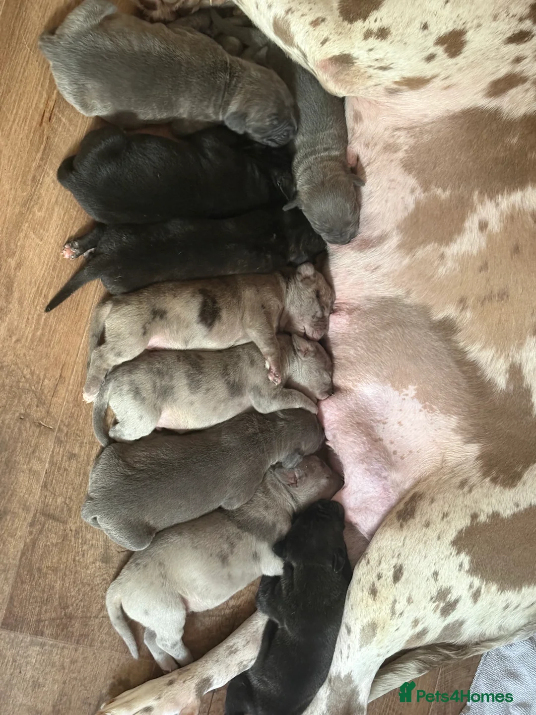 Mastiff dogs for sale: mastiff hybrid  - Advert 2