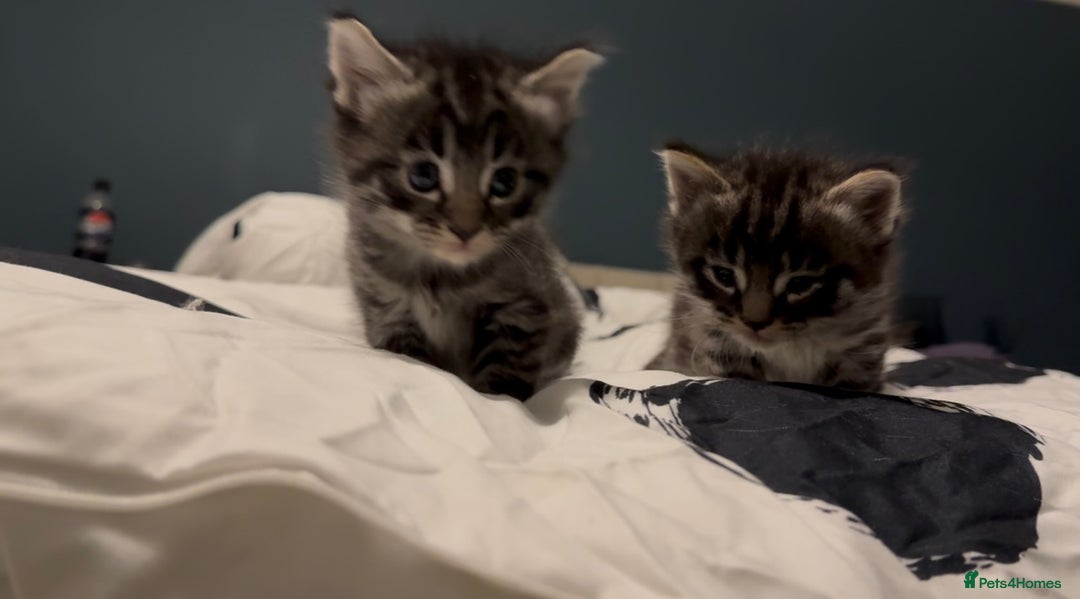Maine Coon cats for sale: 2 Maine coon x tabby kittens  - Image 14