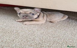 French Bulldog dogs for sale: Rosie litter  - Image 29