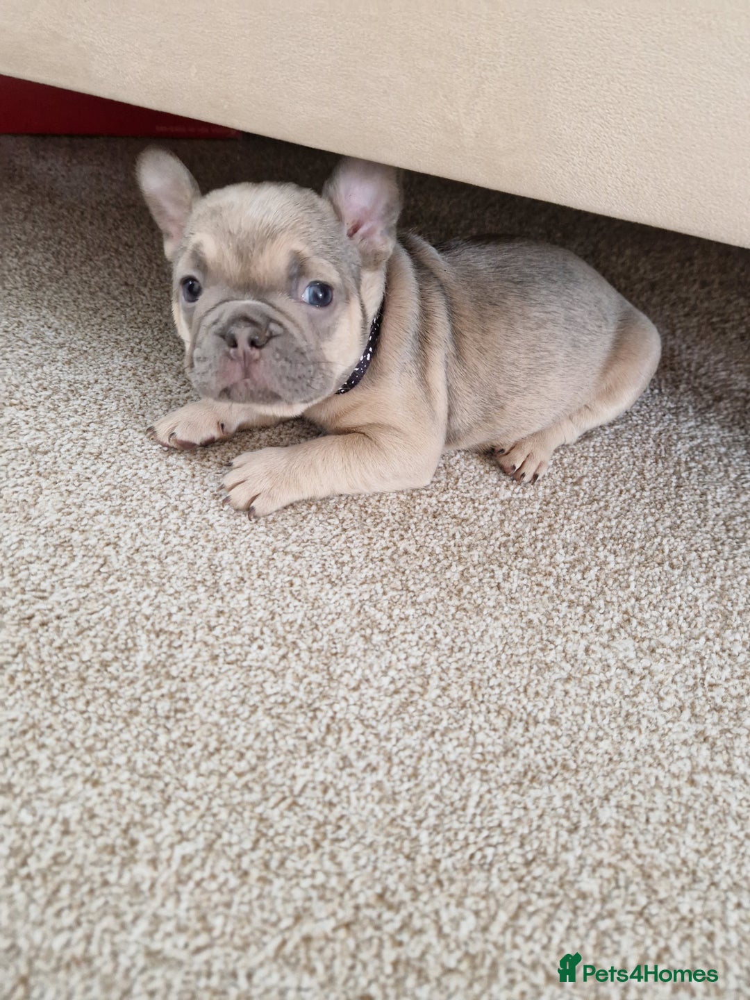 French Bulldog dogs for sale: Rosie litter  - Image 29