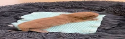 Bengal cats for sale: Beautiful Bengal cross kittens  - Advert 9