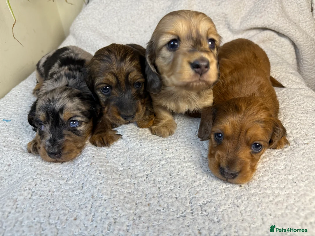 Miniature Dachshund dogs for sale: Long Haired Miniature Dachshund  - Advert 1