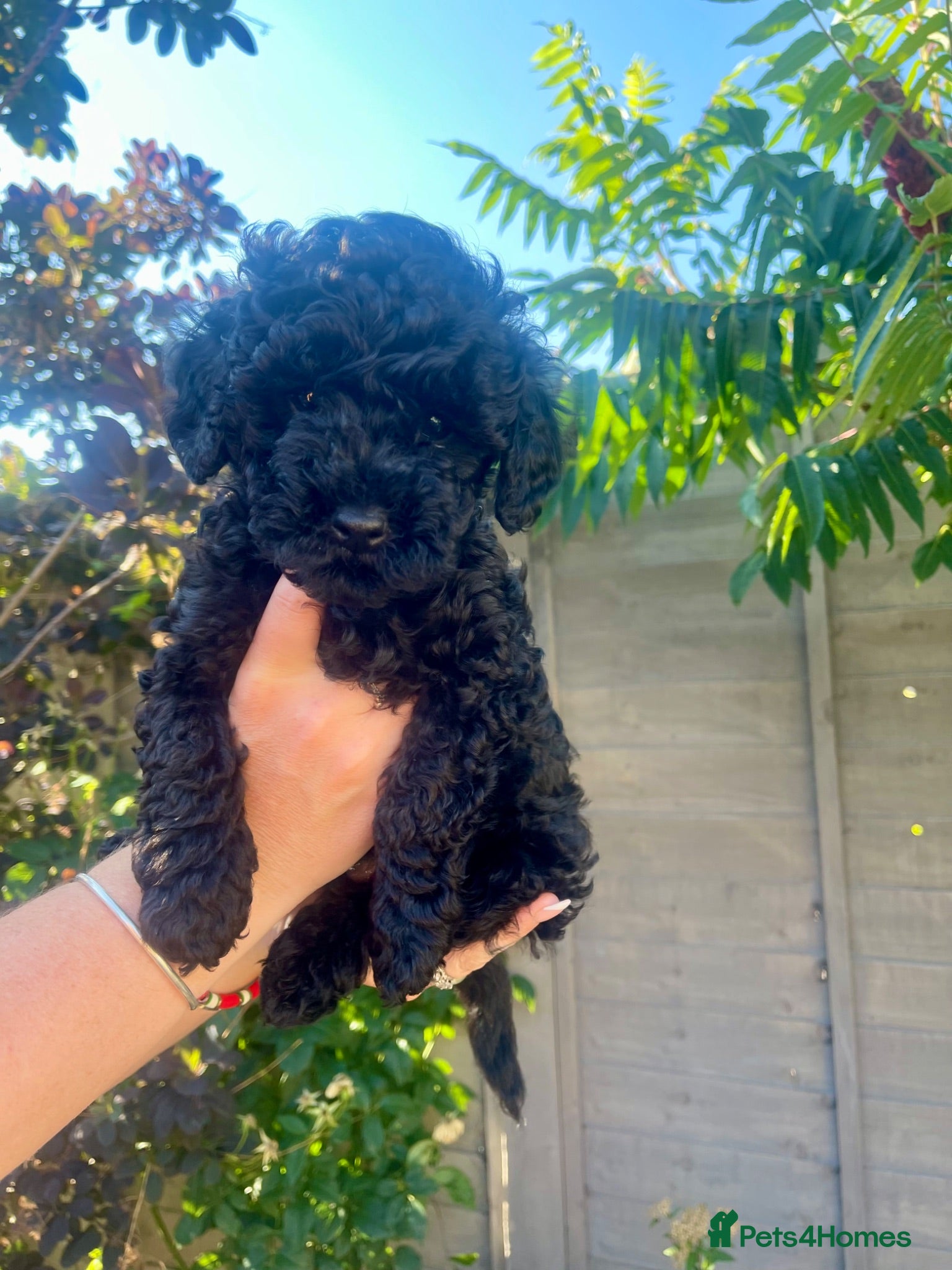 Maltipoo dogs F1b Toy Maltipoo 1 boy left Ready 22 July  - Advert 1