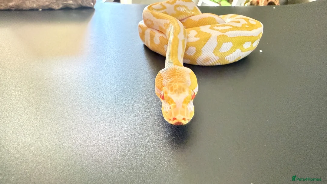Python Snake reptiles for sale: 1.0 Leo Candy 66% het Pied  - Advert 15