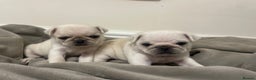 Pug dogs for sale: Beautiful pugs  - Advert 6