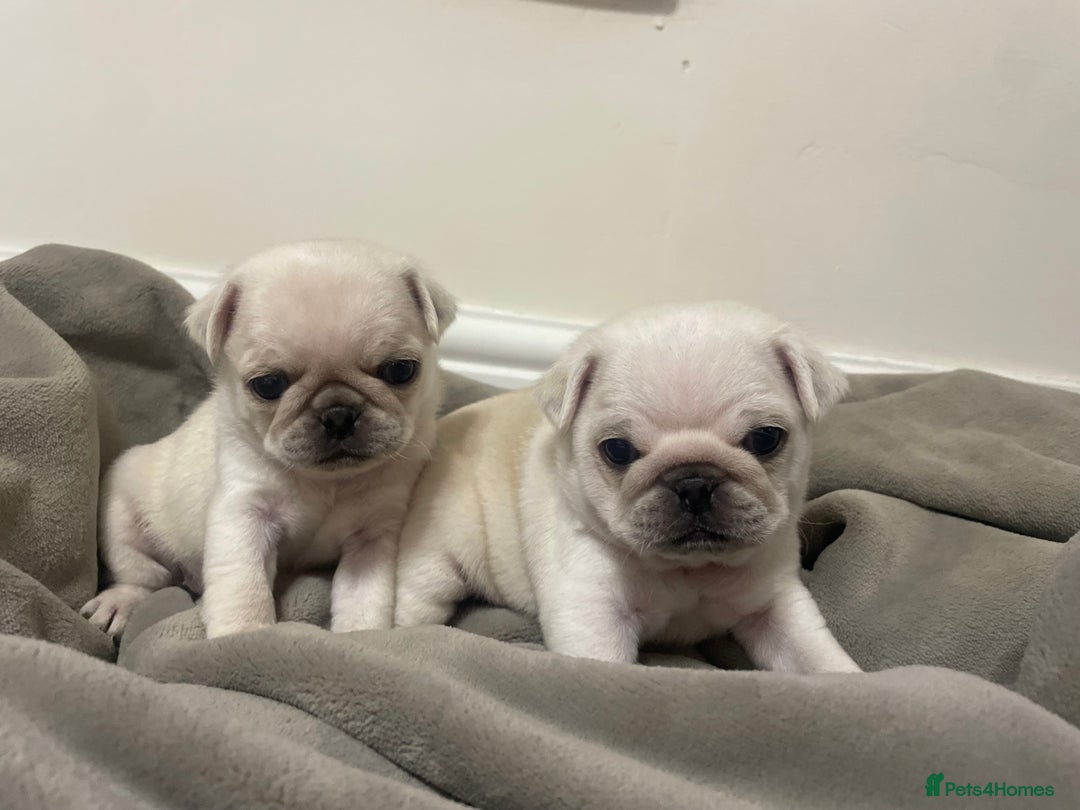 Pug dogs for sale: Beautiful pugs  - Advert 6