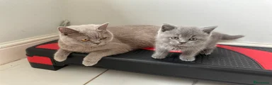British Shorthair 4