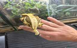 Gecko reptiles for sale: Tri colour lilly white crested gecko  - Image 4