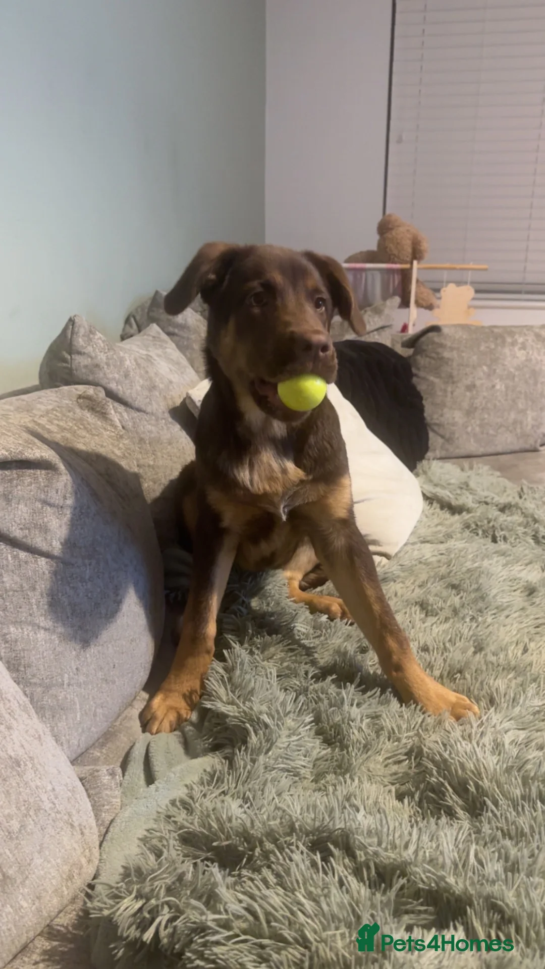 Mixed Breed dogs for sale: Chow chow x Belgian malinois (read ad) - Advert 2