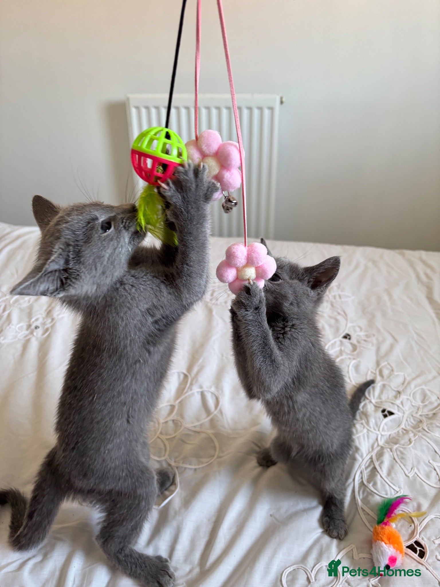 Russian Blue cats PURE PEDIGREE RUSSIAN BLUE KITTENS INSTAGRAM STARS - Advert 1
