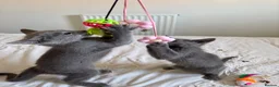 Russian Blue cats for sale: PURE PEDIGREE RUSSIAN BLUE KITTENS INSTAGRAM STARS - Advert 3
