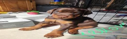 Dobermann dogs for sale: FOUR DOBERMANN FEMALE PUPS STILL AVAILABLE  - Advert 5