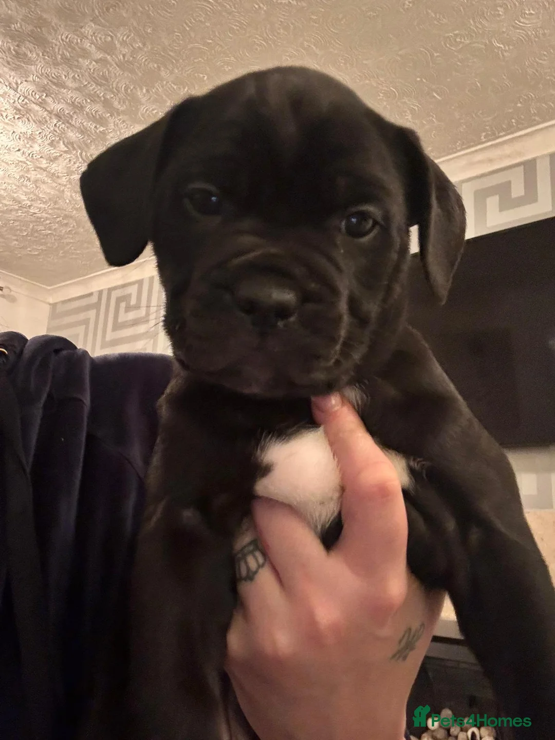Mixed Breed dogs for sale: Presa Canario/Cane Corso Puppies 🐶 - Advert 7