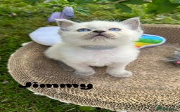 Ragdoll cats for sale: Pure breed ragdolls . Ready to leave SOON  - Image 28