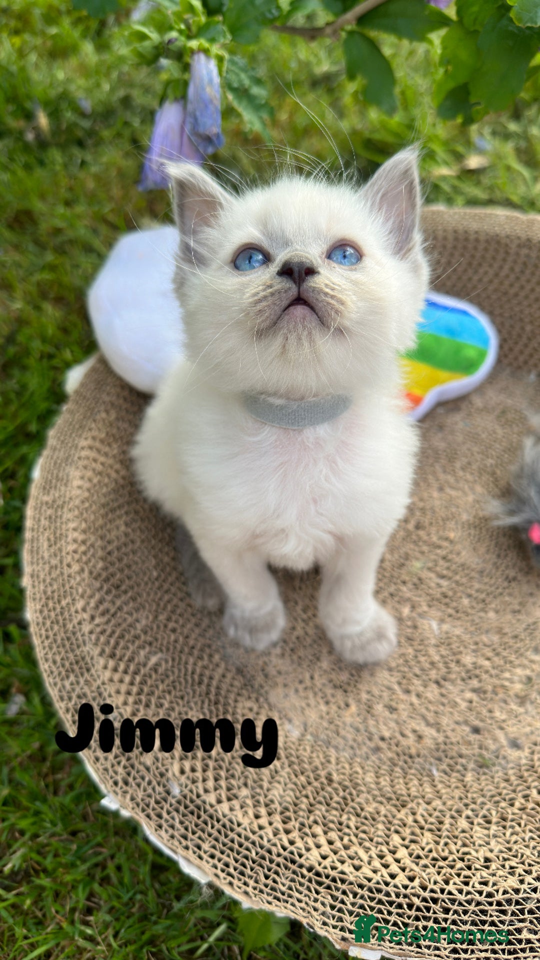 Ragdoll cats for sale: Pure breed ragdolls . Ready to leave SOON  - Image 28