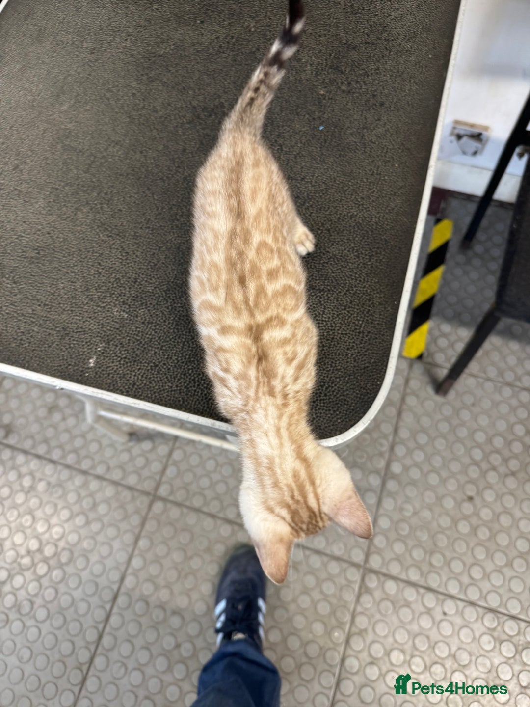 Bengal cats for sale: 5 Bengal kittens , 2 boys and 3 girls  - Image 7