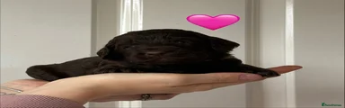 Pink Collar Female