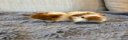 Guinea Pig rodents for sale: Baby Boars Swiss Lunky Cross in Market Drayton - Advert 2
