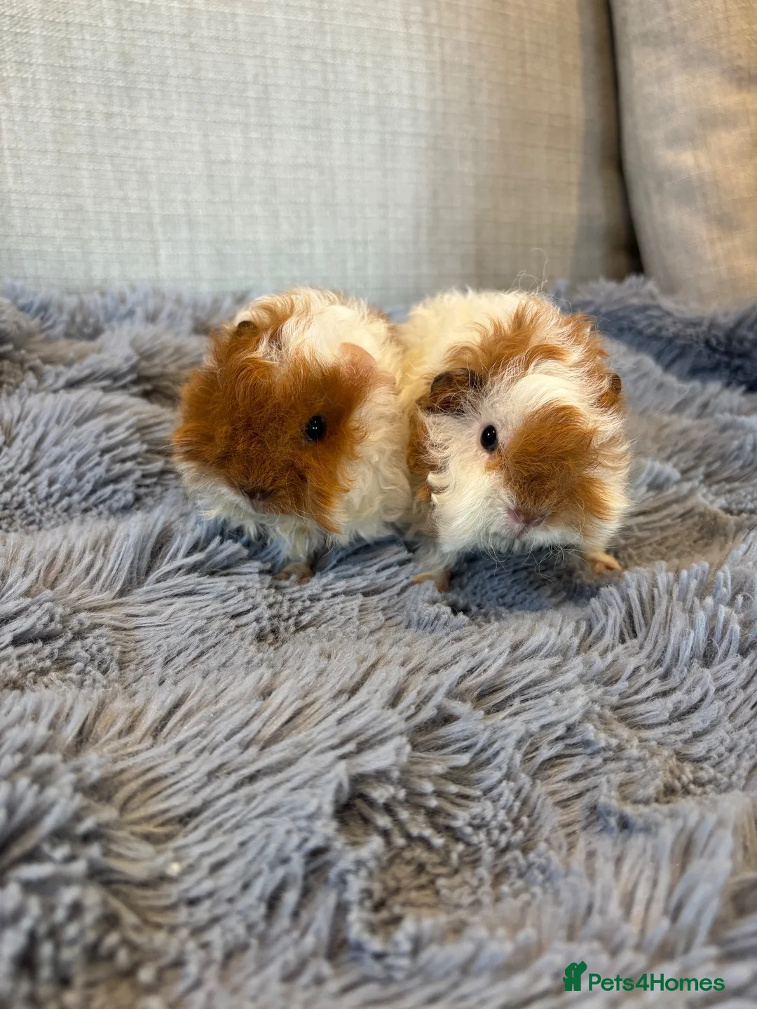Guinea Pig rodents for sale: Baby Boars Swiss Lunky Cross in Market Drayton - Advert 2