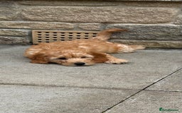 Mini Goldendoodle dogs for sale: F1 miniature golden doodle puppies  - Image 5