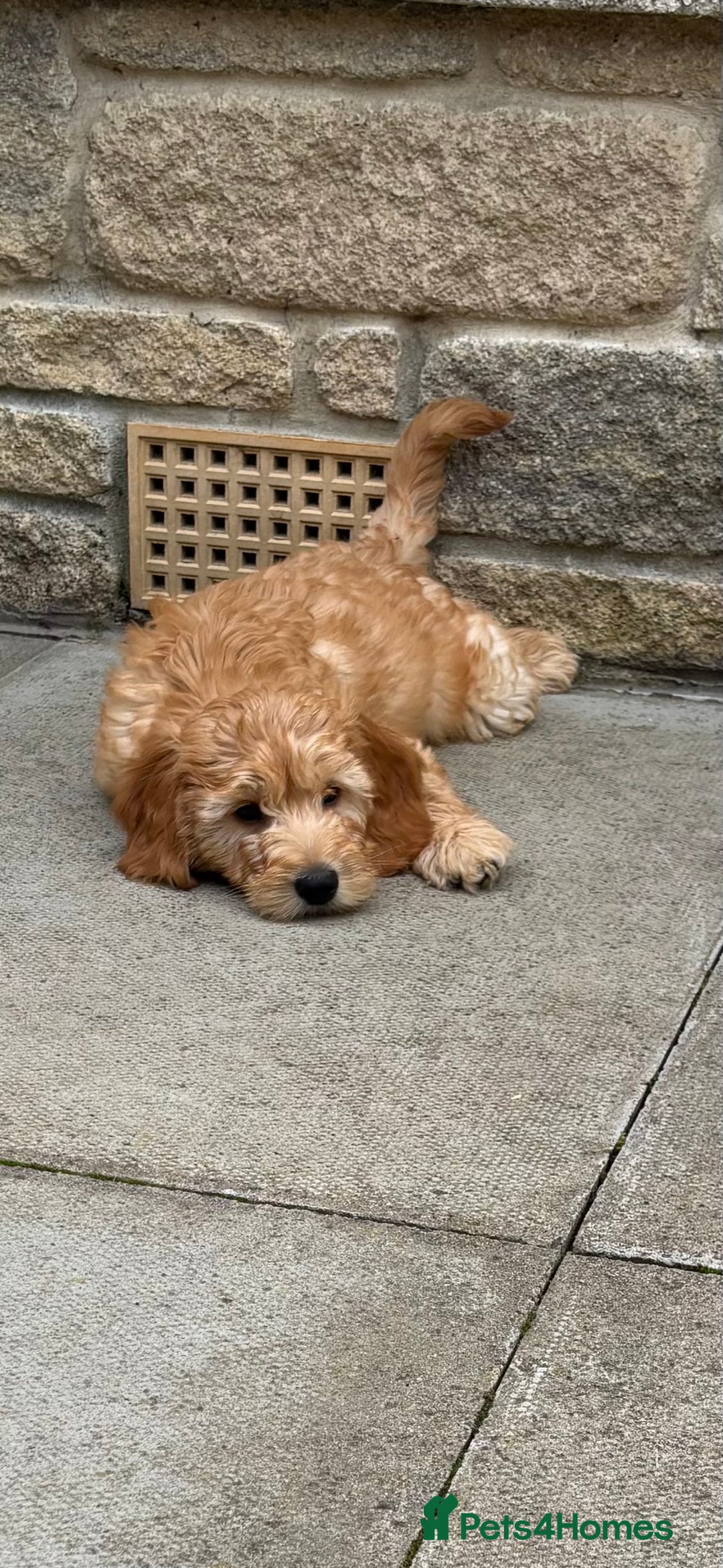 Mini Goldendoodle dogs for sale: F1 miniature golden doodle puppies  - Image 5