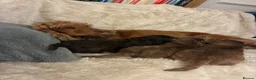 Cocker Spaniel dogs for sale: ADORABLE KC REG SHOW TYPE COCKER SPANIEL PUPS - Advert 10