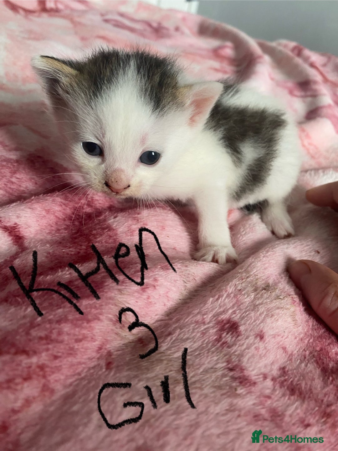 Maine Coon cats for sale: MI have 6 BEAUTIFUL kittens for sale🩷 - Image 1