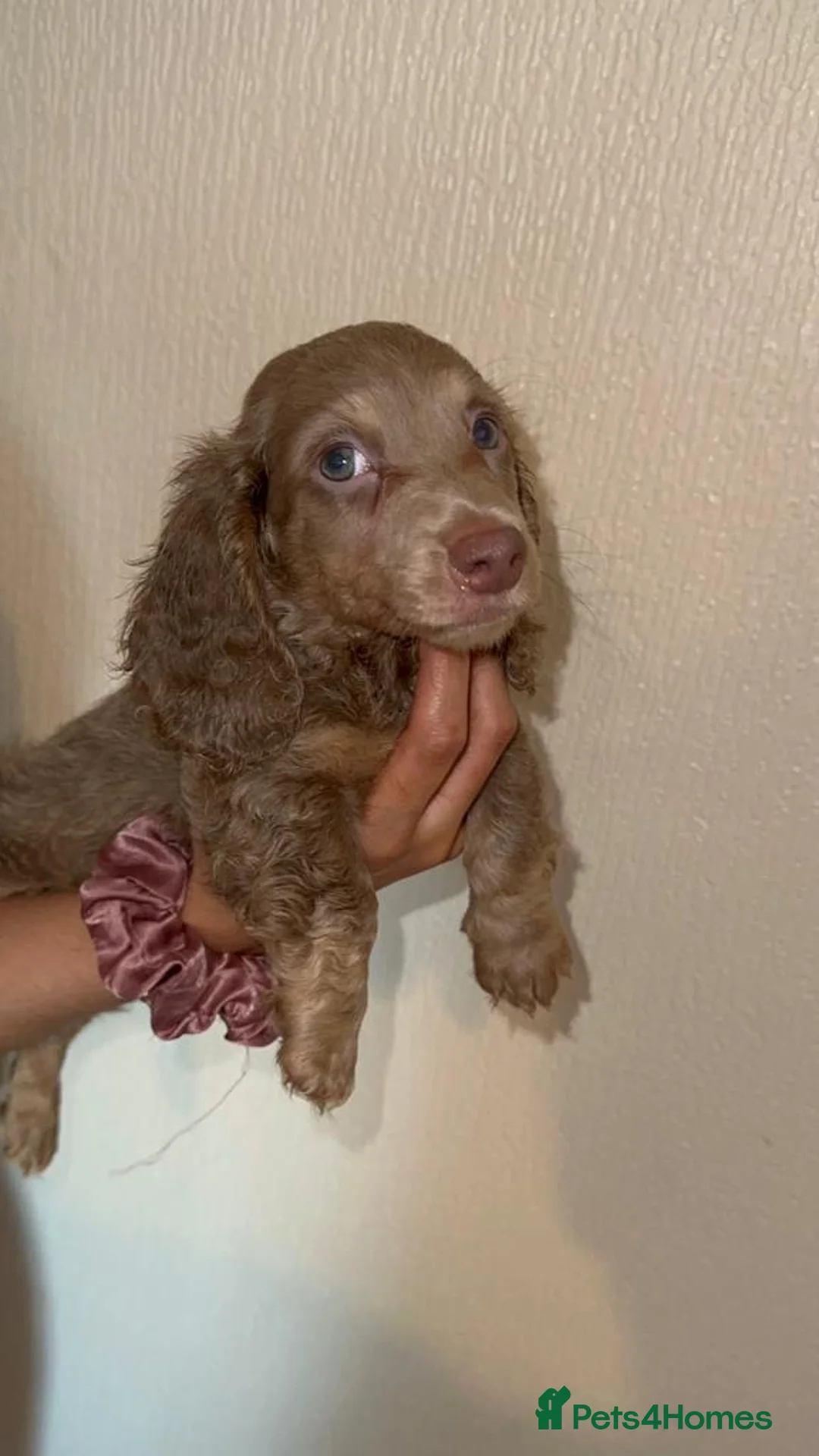 Miniature Dachshund dogs for stud: 🏆ISRI, CHAMPION STUD🏆 - Advert 2