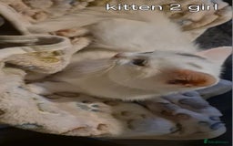 Maine Coon cats for sale: Maincoon kittens  - Image 4