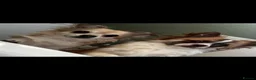 Chihuahua dogs for sale: Beautiful Male Long haired Chihuahua  - Advert 2