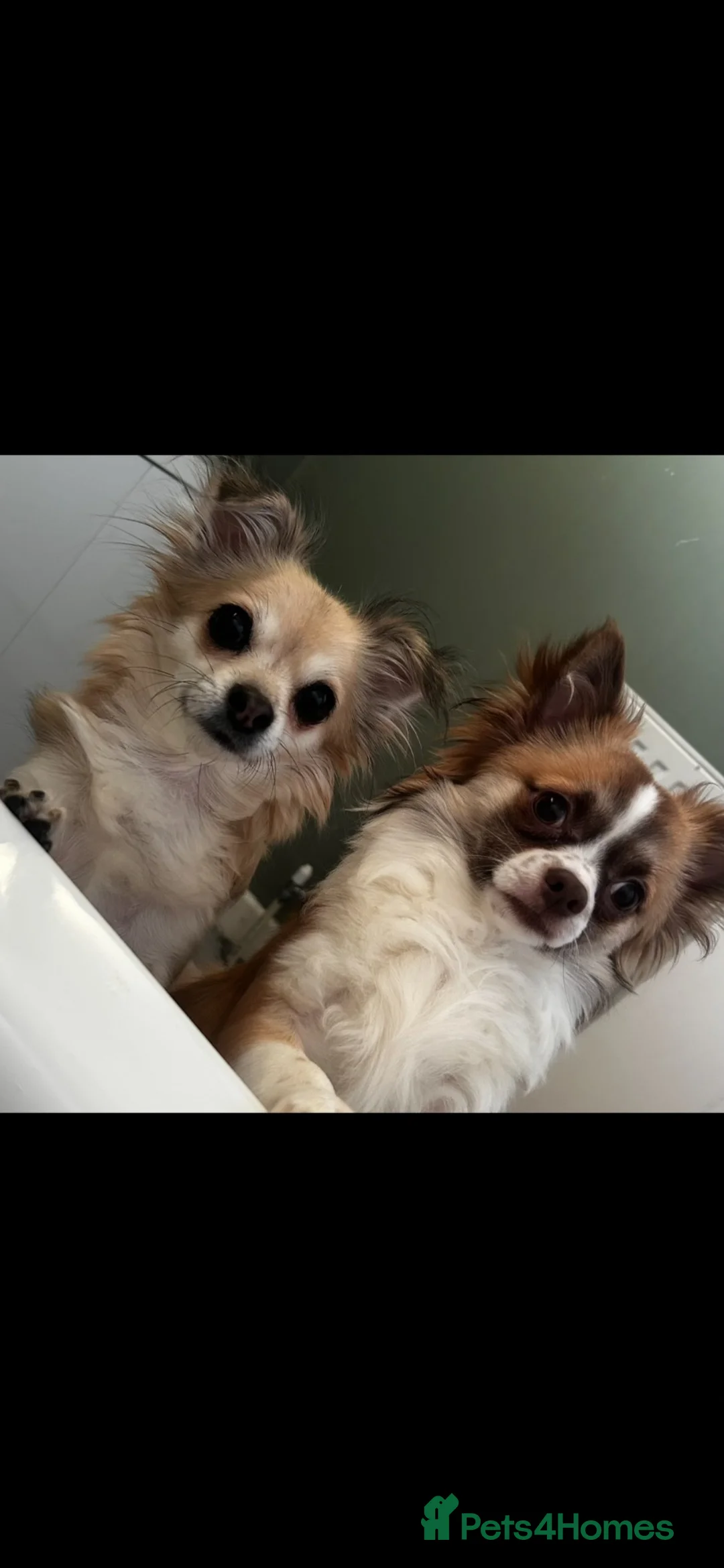 Chihuahua dogs for sale: Beautiful Male Long haired Chihuahua  - Advert 2