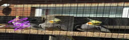 Cockatiels birds for sale: Untamed cockatiels  - Advert 2