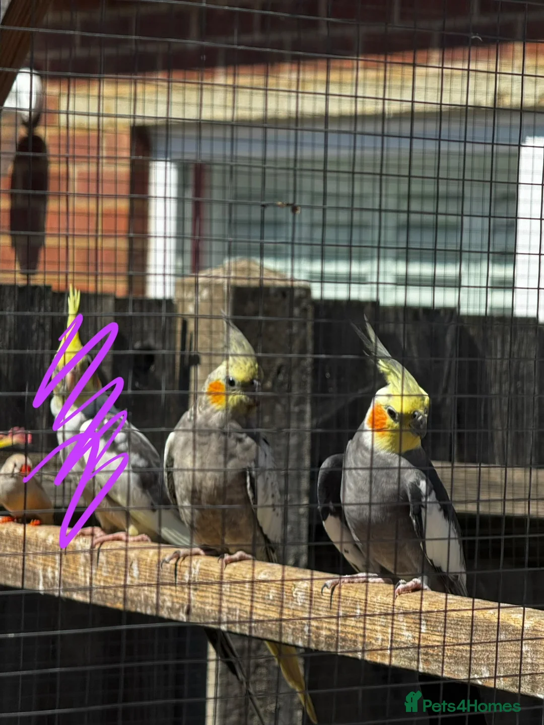 Cockatiels birds for sale: Untamed cockatiels  - Advert 2