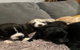 Mixed Breed dogs for sale: Beautiful puppies - Image 11