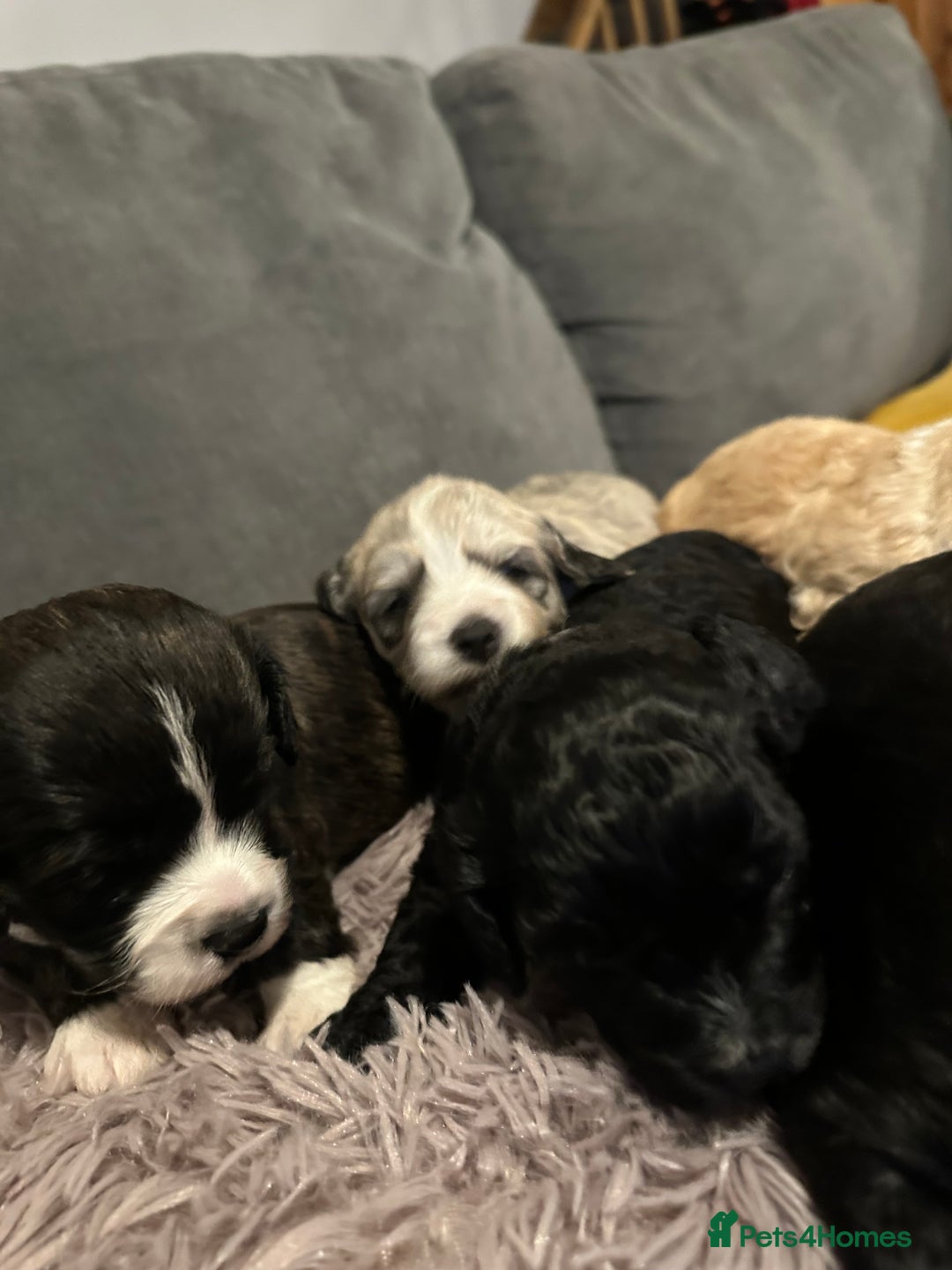 Mixed Breed dogs for sale: Beautiful puppies - Image 11
