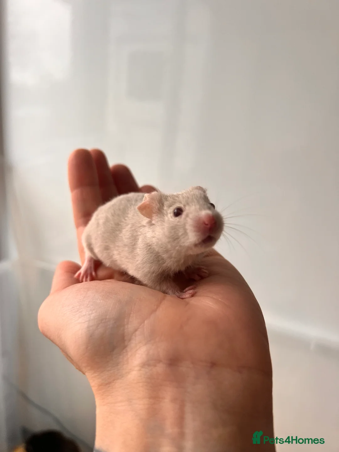 Hamster rodents for sale: Baby syrian hamsters - Advert 8