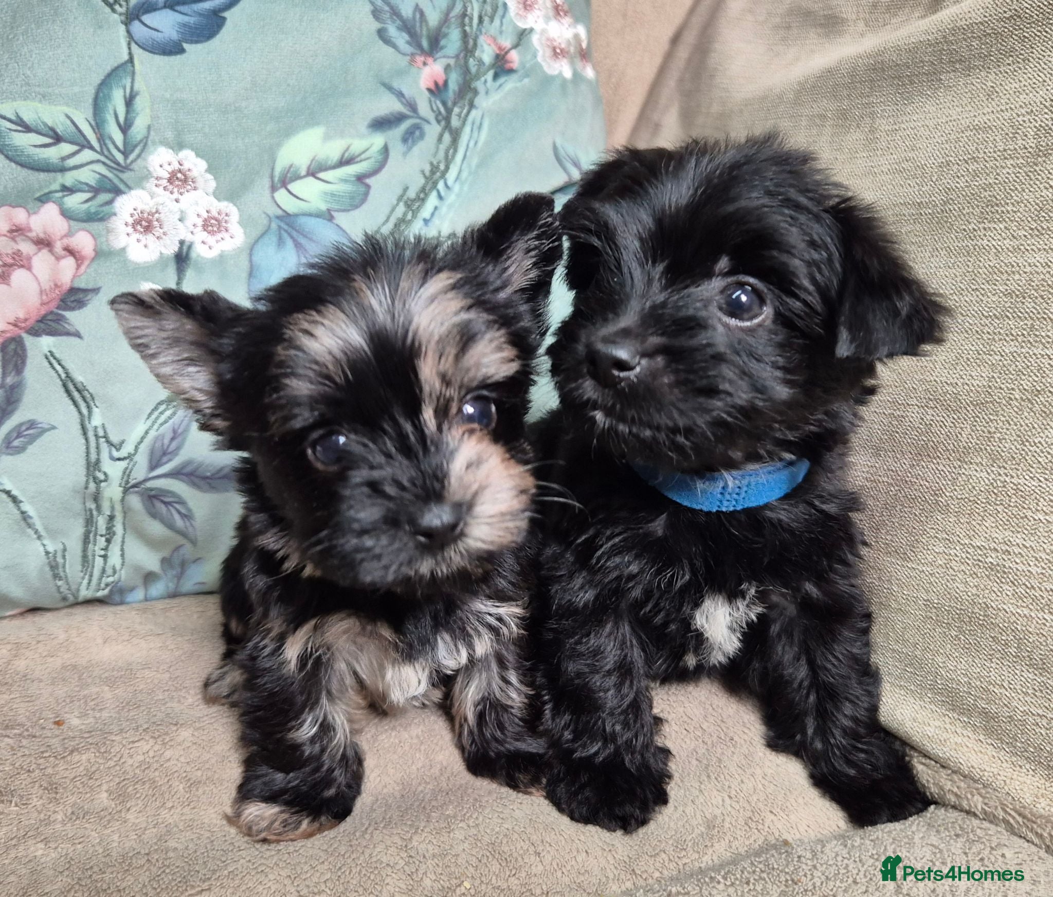 Yorkshire Terrier dogs Gorgeous Lilliputian Yorkies available  - Advert 1