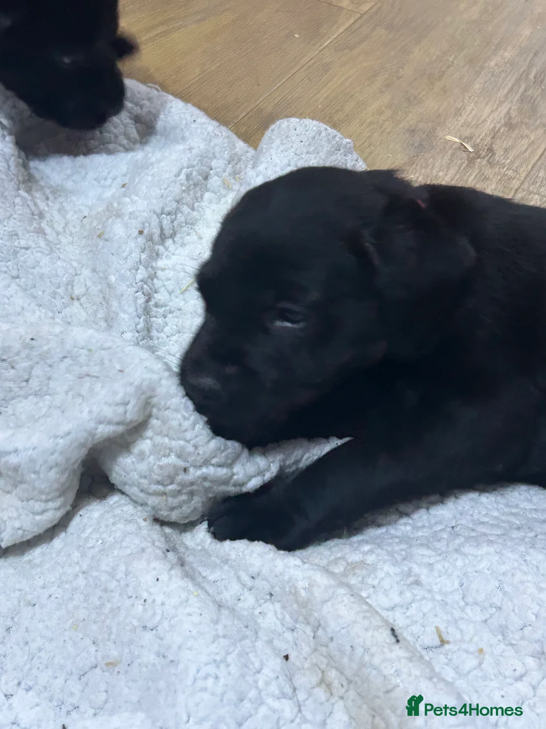 Labrador Retriever dogs for sale: KC Registered, Health Tested Labradors  - Advert 18