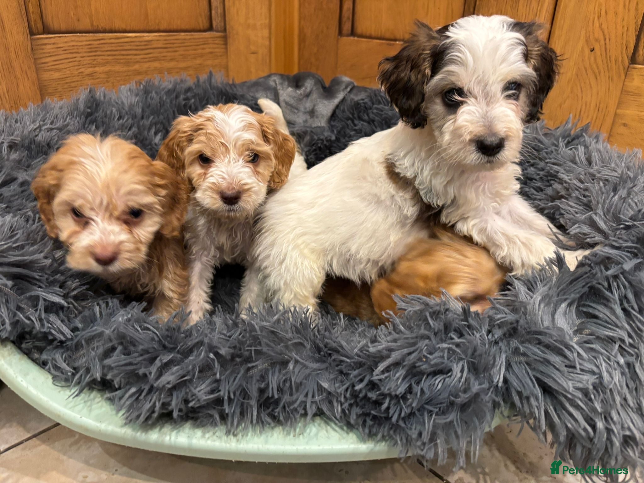 Cockapoo dogs Cockapoo Puppies – Boys and Girls Available - Advert 2