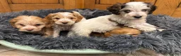Cockapoo dogs for sale: Cockapoo Puppies – Boys and Girls Available - Advert 2
