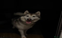 Alaskan Malamute dogs for sale: Leo the friendly giant - Image 2