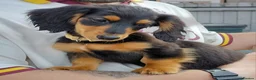Miniature Dachshund dogs for sale: ✨️Beautiful Longhaired Minis✨️Lovely Temperments✨️ - Advert 10