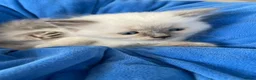 Ragdoll cats for sale: Kittens  - Advert 8