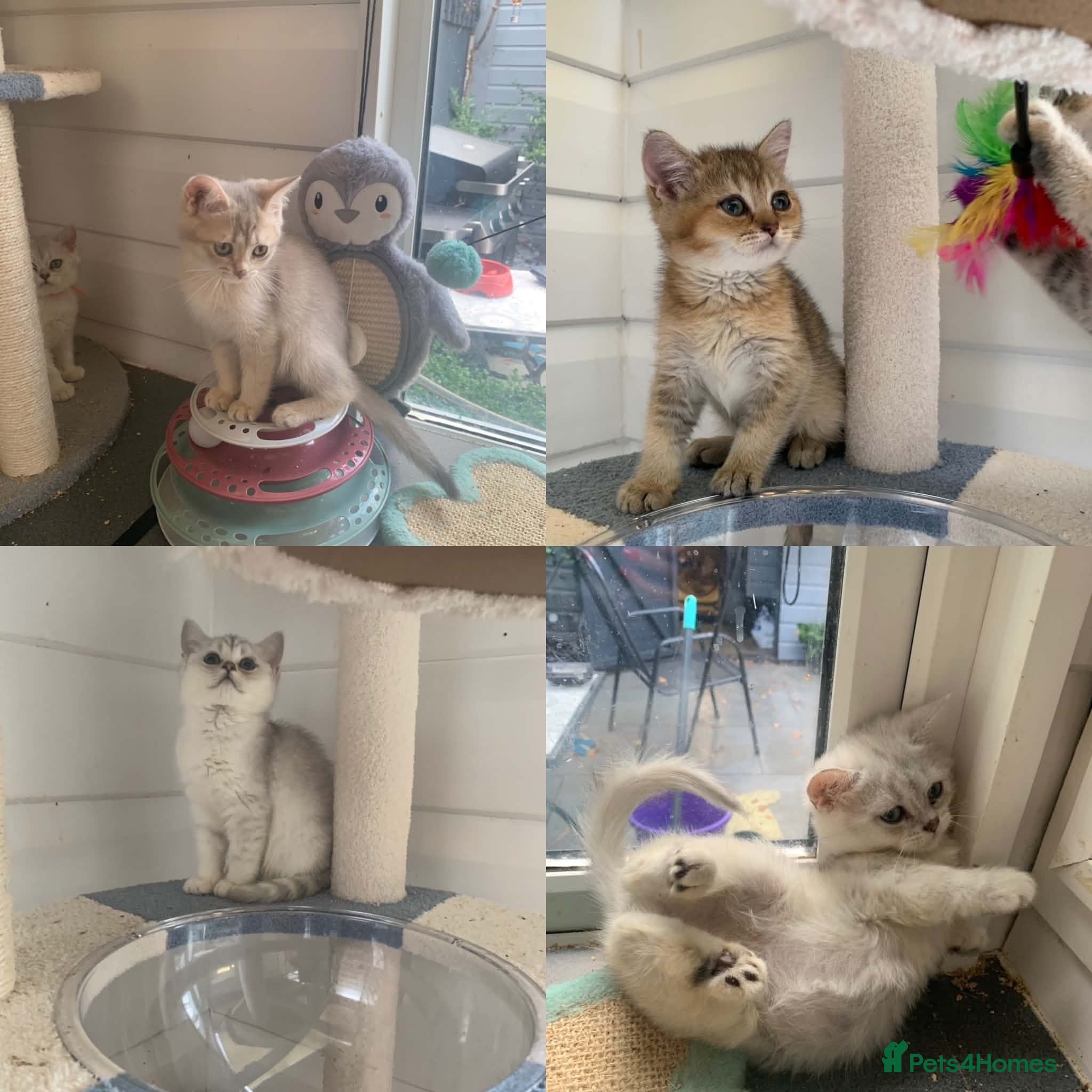 British Shorthair cats BSH 11 weeks old Rare Shaded colours  - Advert 1