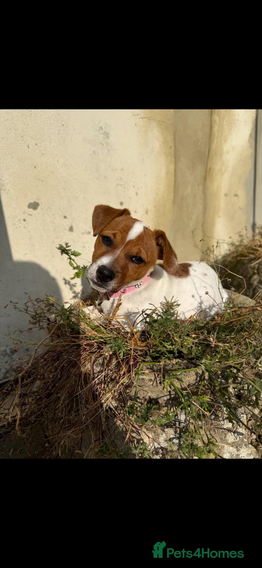 Jack Russell dogs for sale: 10 month old Jack Russell (Coco) in Basildon - Advert 3