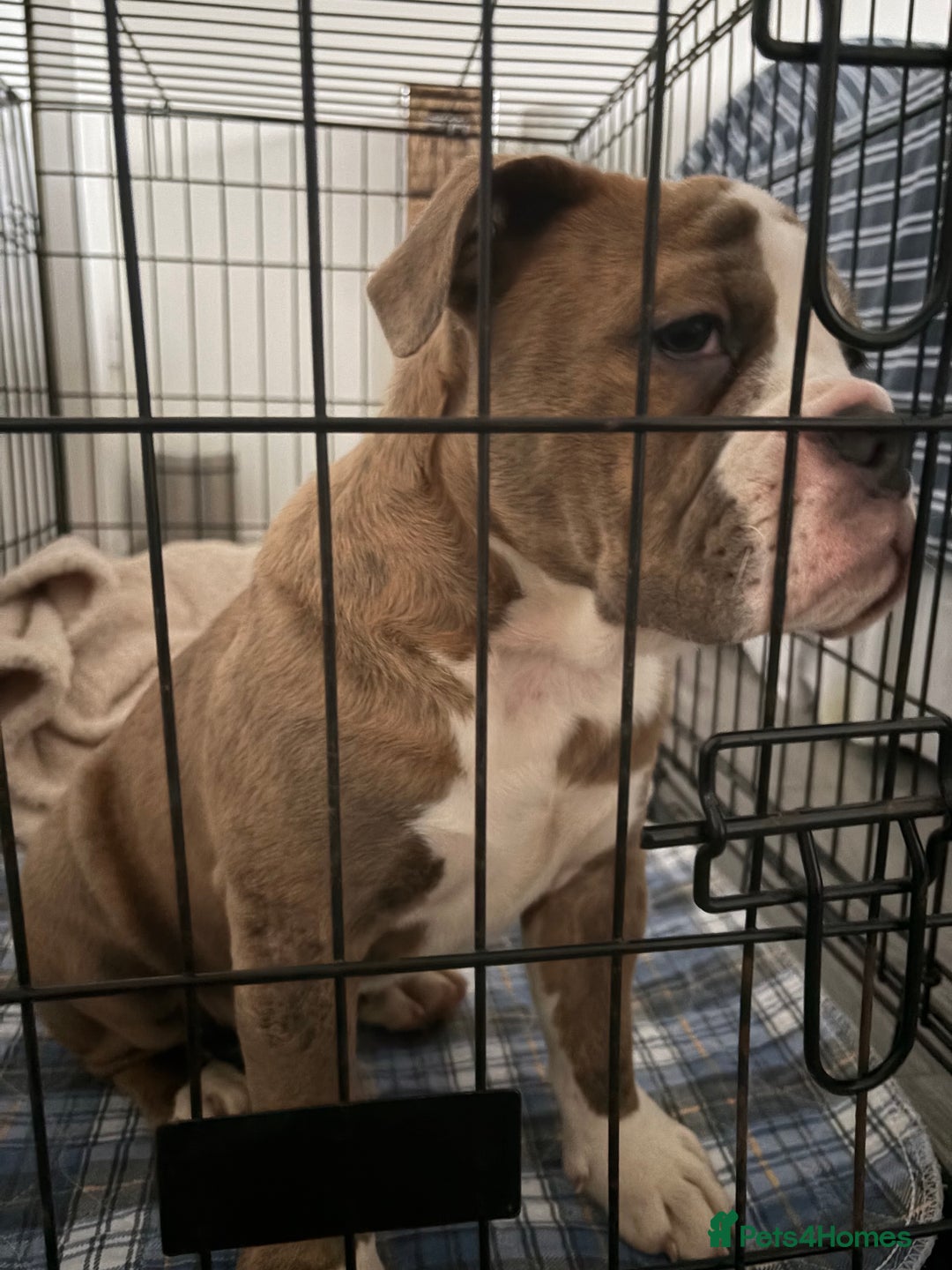 Olde English Bulldogge dogs for sale: Olde English Bulldog  - Advert 2